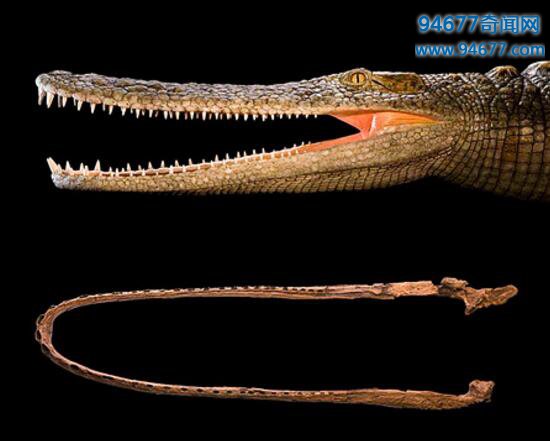 史前最凶猛的鳄鱼，猪鳄身披铠甲提体长6米捕食恐龙
