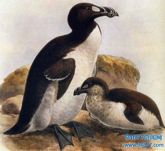 大海雀为什么会灭绝，惨遭人类屠杀的“北极打企鹅”