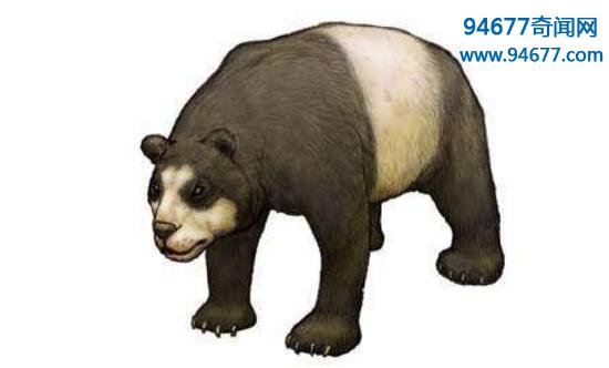 中国大熊猫的始祖——始熊猫，比人类更古老的活化石