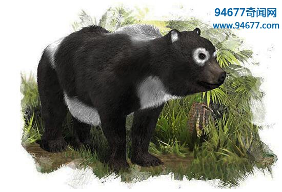 中国大熊猫的始祖——始熊猫，比人类更古老的活化石
