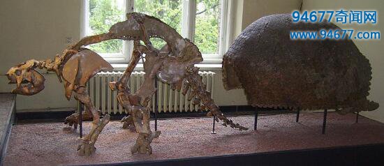 犰狳的祖先——雕齿兽，消失在一万年前的铁甲武士