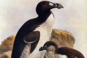 大海雀为什么会灭绝，惨遭人类屠杀的“北极打企鹅”