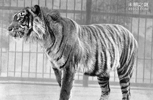 已灭绝的动物，人们又见到了爪哇虎