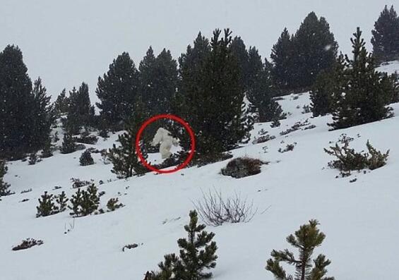 揭秘喜马拉雅山雪怪真相，神秘雪怪竟是奇异的杂交熊