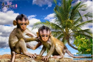 头骨隆起，达尔文发现人是从猴子进化的，猴子懵了，我不认这孙子