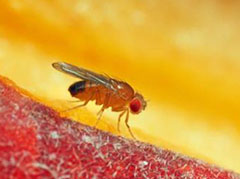 小小果蝇研究价值极大 解答人类生命大问题