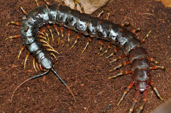 加拉帕格斯巨人蜈蚣，40至60厘米长