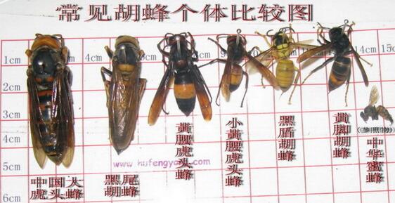 可怕的中国大虎头蜂，致命的生物入侵者