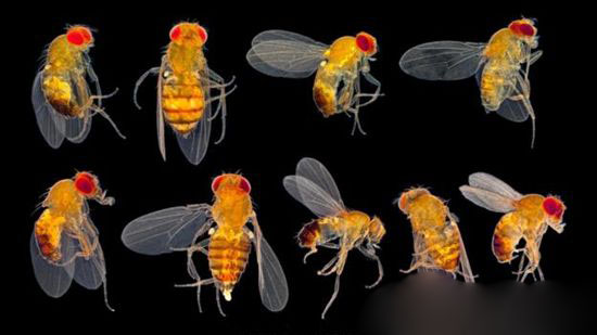 小小果蝇研究价值极大 解答人类生命大问题