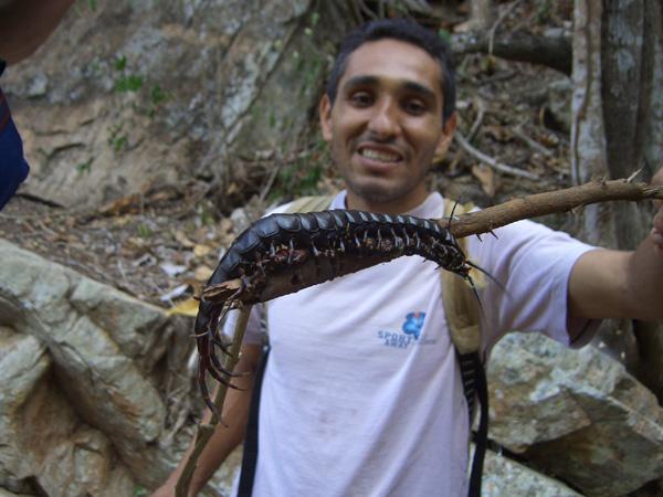 加拉帕格斯巨人蜈蚣，40至60厘米长