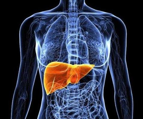 人体最大的解毒器官是什么，肝脏(通过分泌生物酶解毒)