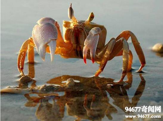 世界上第一个吃螃蟹的人，巴解(误打误撞发现美食)