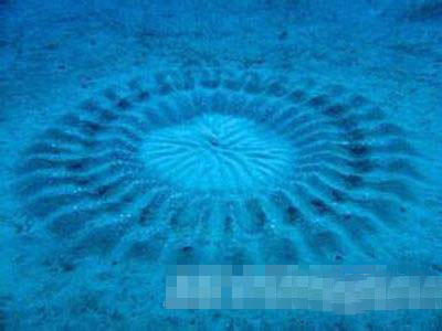 海底惊现神秘“麦田怪圈”从何而来？