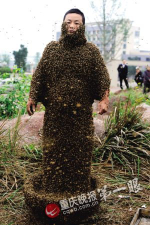 蜂农“穿”33.1公斤重“蜂衣”破世界纪录