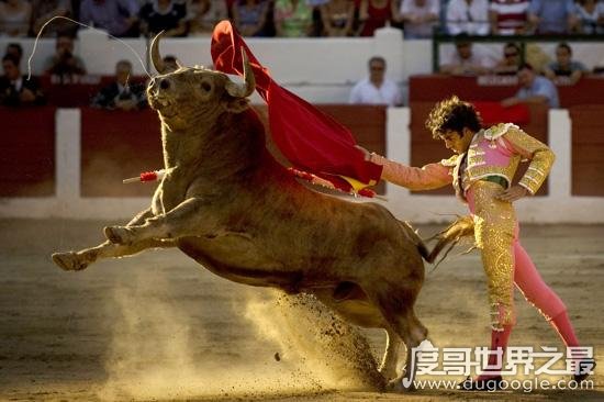  西班牙斗牛士为什么要挥舞红色的布，吸引人的注意(牛是色盲)