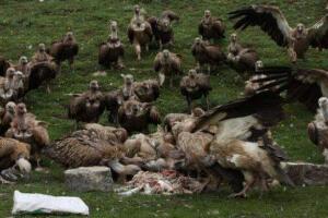 实拍西藏天葬图片，将尸体剁成碎肉喂秃鹫