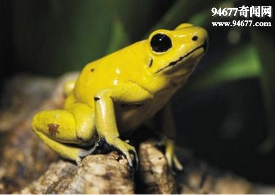 世界十大最怪异青蛙，1g黄金箭毒蛙毒液杀死1.5万人