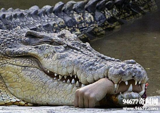 真实的鳄鱼吃人事件，实拍鳄鱼肚中的尸体残肢