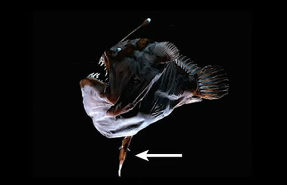 雄性鮟鱇鱼，为交配竟甘愿变成雌性的睾丸