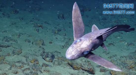 世界上最神秘的鲨鱼，幽灵鲨的丁丁竟长在鼻子上