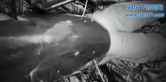 墨西哥惊现独眼鲨鱼，盘点那些罕见至极的变异动物