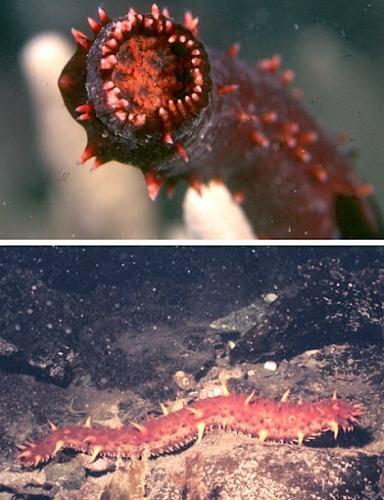 九种动物自卫绝招：八目鳗类鱼分泌粘液包裹天敌