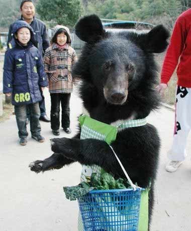  黑熊挎菜篮逛市场  “修炼成精”的动物们