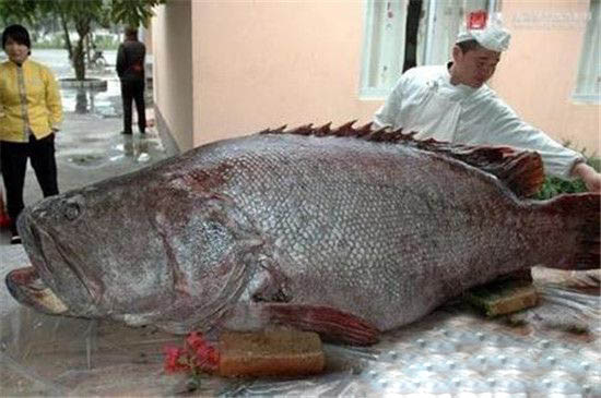 食人鱼到底多厉害?巨型食人鱼吃人只需1分钟