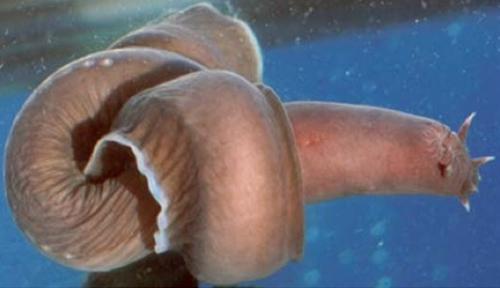 九种动物自卫绝招：八目鳗类鱼分泌粘液包裹天敌
