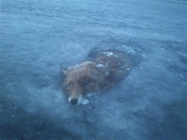 北欧到底有多冷？动物冻死事件盘点