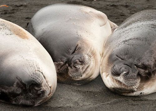 14种动物睡姿盘点：海豹潜水就寝河马组团睡觉