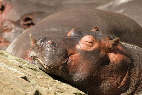 14种动物睡姿盘点：海豹潜水就寝河马组团睡觉
