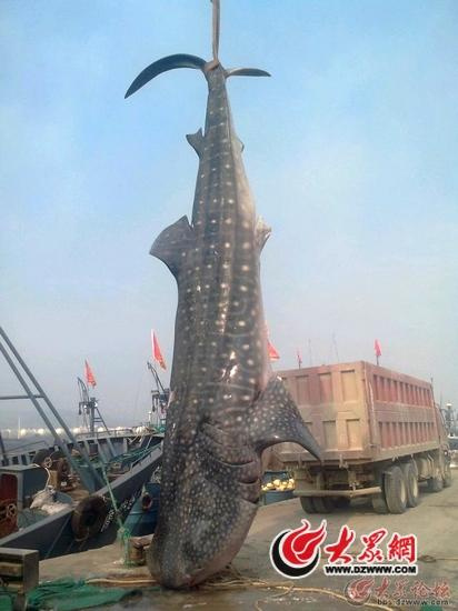日照渔民捕获2万斤重特大鲨鱼