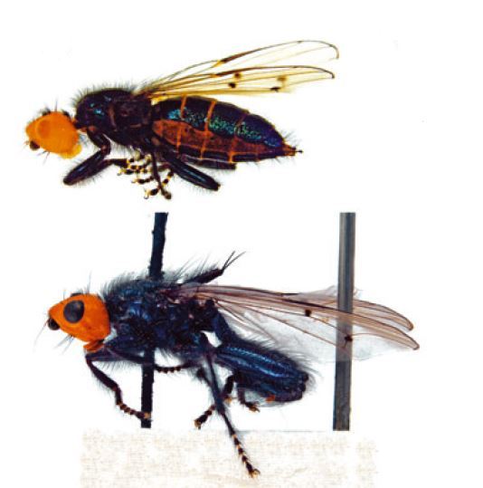科学家鉴定：以尸体为食的苍蝇为新物种