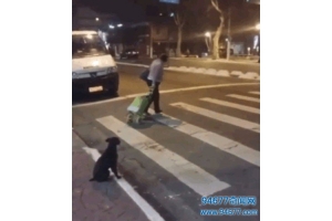一只流浪狗蹲在人行横道上，之后的举动让很多人都为它点赞
