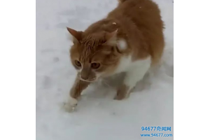 猫咪第一次见到下雪懵了，没想到下一秒，真是太搞笑了！