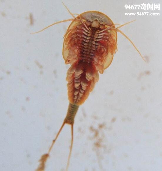 中国唯一的鲎虫，三眼恐龙虾(比恐龙更古老)