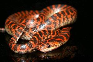 赤练蛇，饱受争议的有毒蛇种(图片)