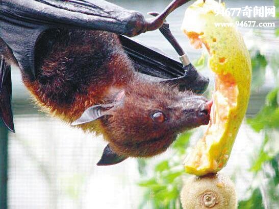 果蝠，吃水果的可食用蝙蝠(埃博拉病毒宿主)