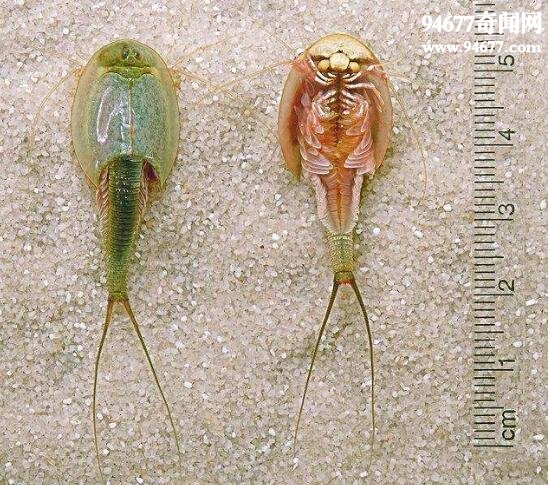 中国唯一的鲎虫，三眼恐龙虾(比恐龙更古老)