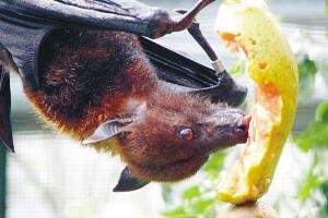 果蝠，吃水果的可食用蝙蝠(埃博拉病毒宿主)