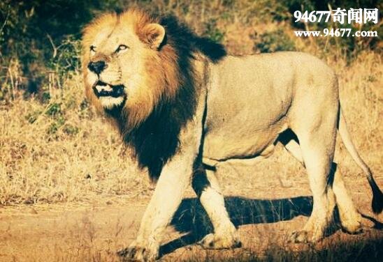 史上最大的猫科动物，残暴狮以野牛为食(4米/800斤)