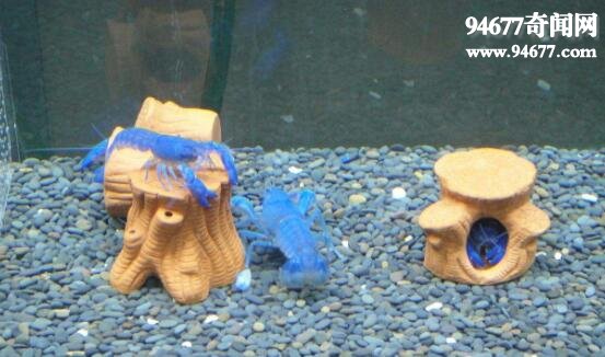 天空蓝魔虾，最适合懒人饲养的宠物