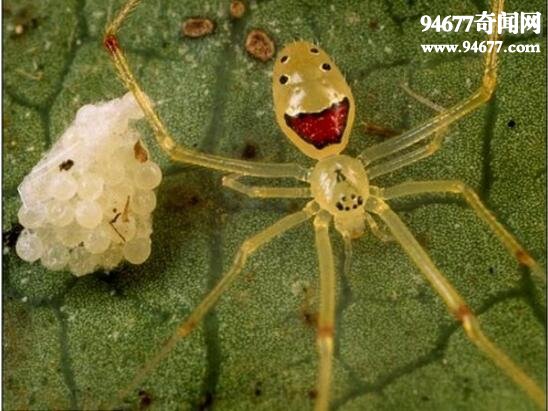 笑脸蜘蛛，靠脸吃饭的无毒蜘蛛(吓退敌人)