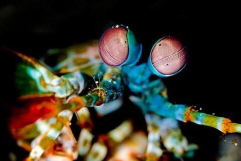 绿虾蛄(雀尾螳螂虾)，披上绿甲的皮皮虾