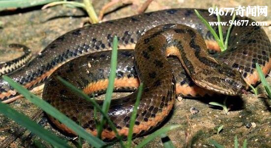 泥蛇(中国水蛇)，被下禁令的食用蛇类