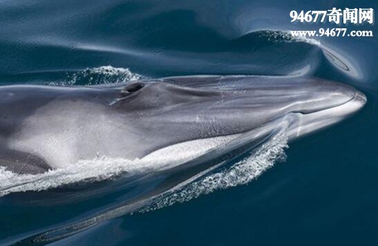 全球第二大鲸，长须鲸仅次于蓝鲸(26.8米/86.1吨)