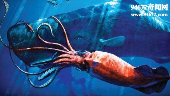 大王乌贼，与抹香鲸搏杀的深海巨怪(体长80米)