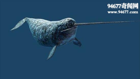世界上牙齿最贵的动物，独角鲸(黄金的十倍)