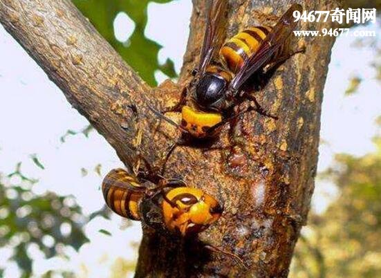 世界五大毒蜂之一，中国大虎头蜂(蜇人致命)